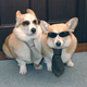 Illustration for article titled Lets Take A Walk Among The Corgis